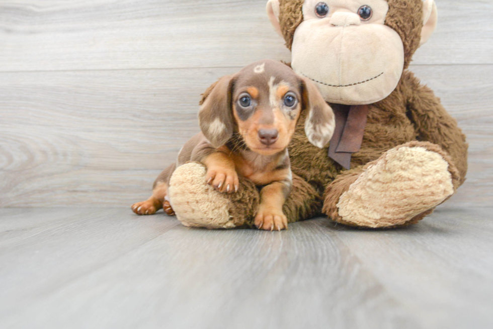 Cute Dachshund Baby