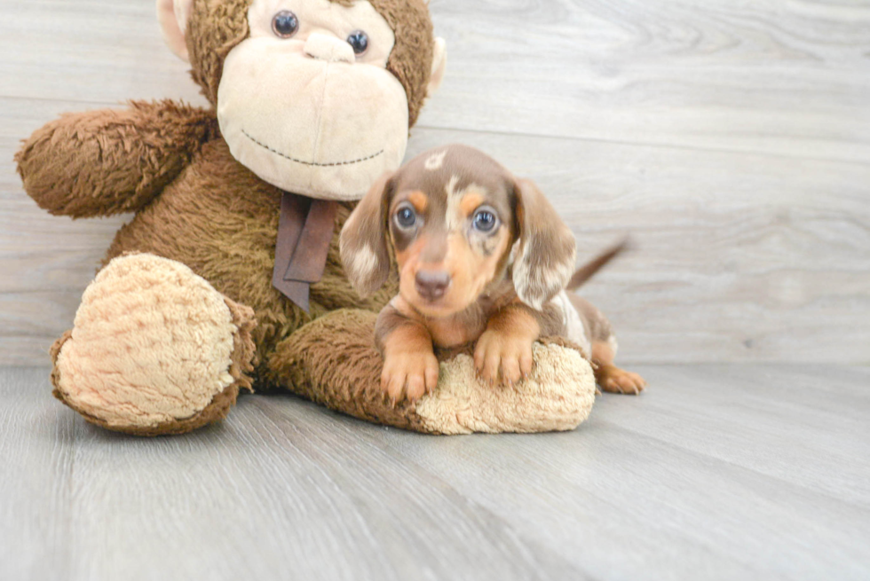 Cute Dachshund Purebred Pup