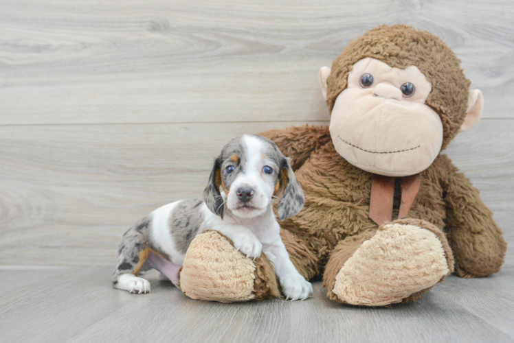 Cute Dachshund Baby