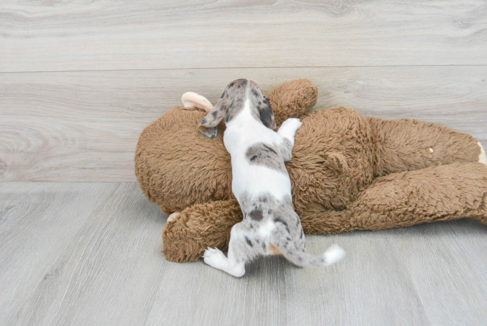 Cute Dachshund Baby