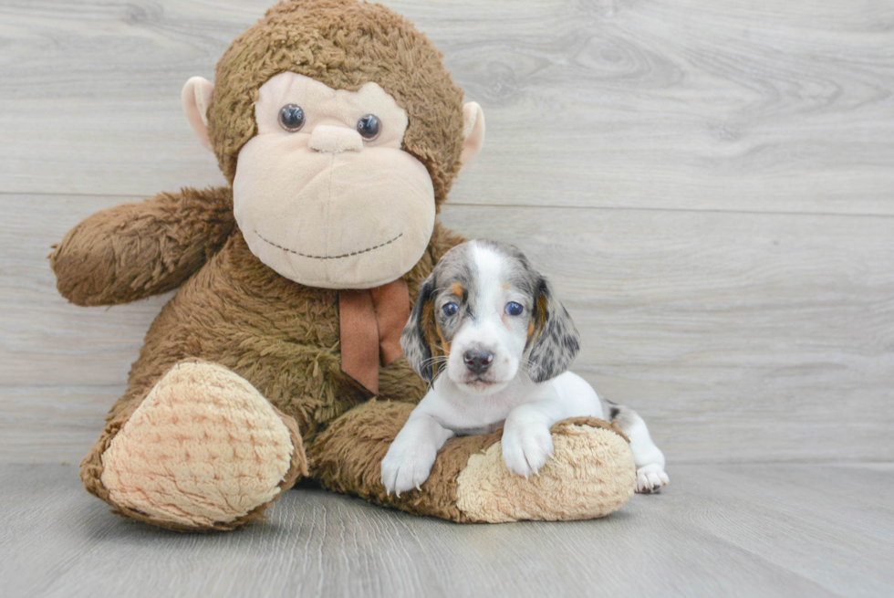 Cute Dachshund Baby