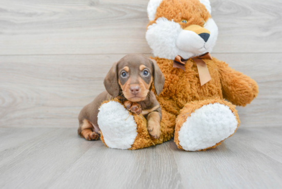 Cute Dachshund Purebred Puppy