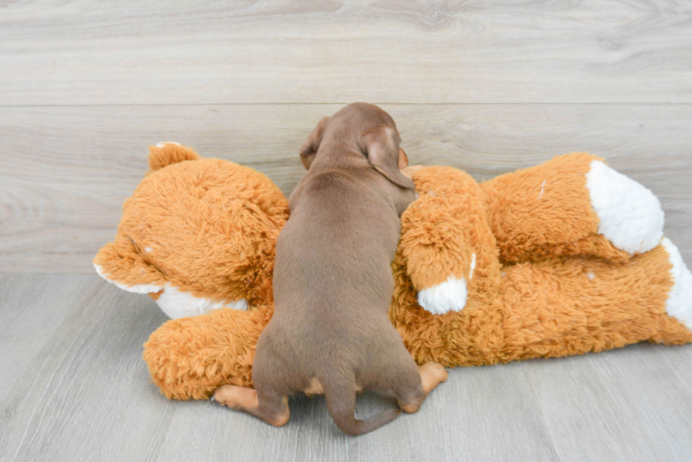 Dachshund Pup Being Cute