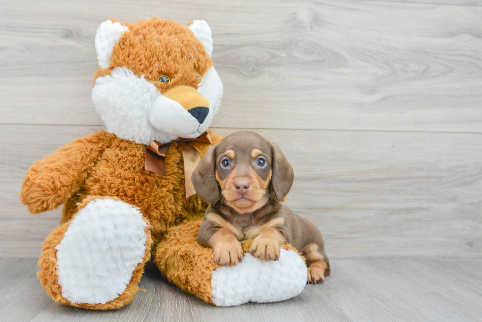 Cute Dachshund Baby