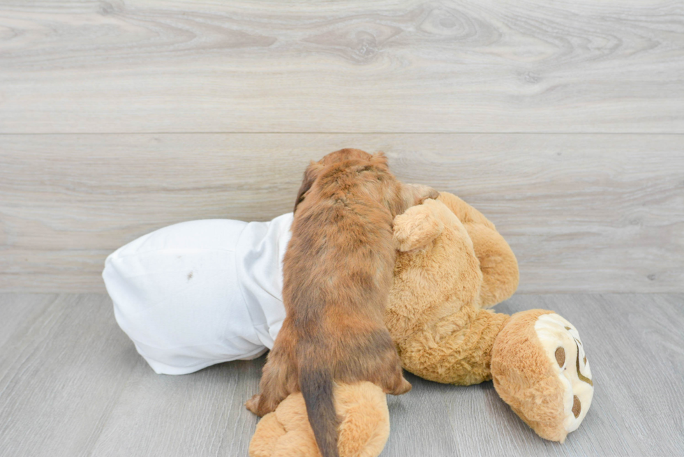 Cute Dachshund Purebred Puppy