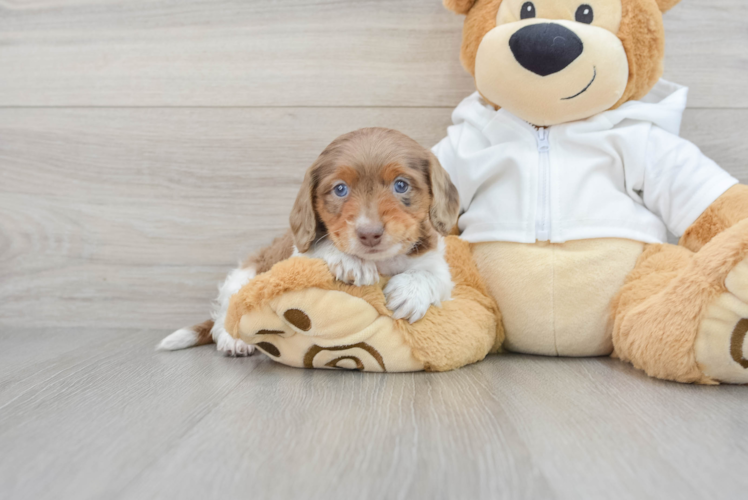 Dachshund Pup Being Cute