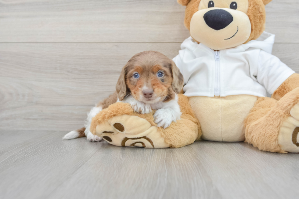 Dachshund Pup Being Cute