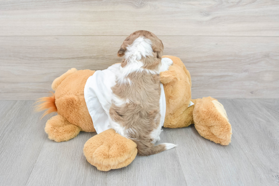 Dachshund Puppy for Adoption