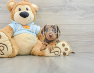 5 week old Dachshund Puppy For Sale - Premier Pups