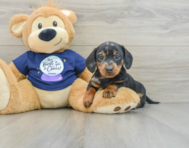 7 week old Dachshund Puppy For Sale - Premier Pups