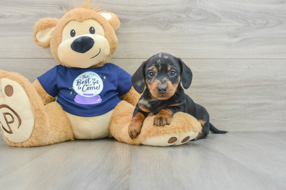 7 week old Dachshund Puppy For Sale - Premier Pups