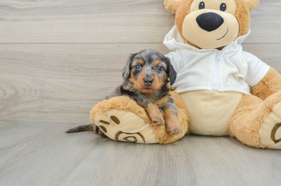 6 week old Dachshund Puppy For Sale - Premier Pups