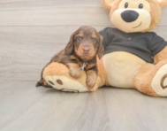 5 week old Dachshund Puppy For Sale - Premier Pups