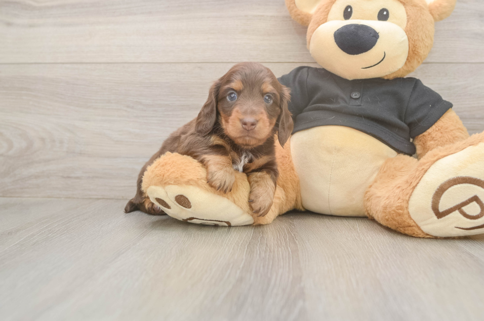 5 week old Dachshund Puppy For Sale - Premier Pups