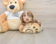 5 week old Dachshund Puppy For Sale - Premier Pups