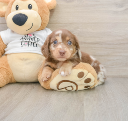7 week old Dachshund Puppy For Sale - Premier Pups