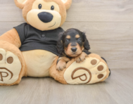 5 week old Dachshund Puppy For Sale - Premier Pups