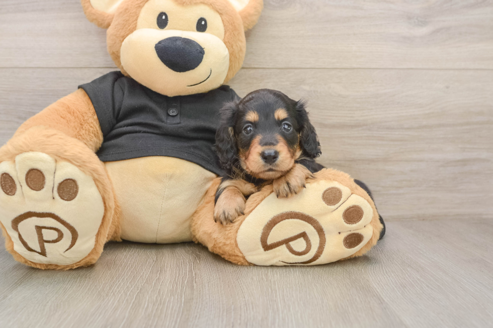 Best Dachshund Baby