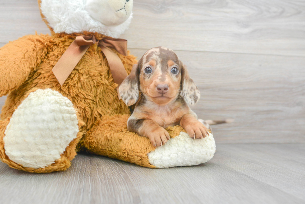 Cute Dachshund Purebred Puppy