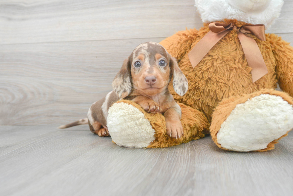 Cute Dachshund Purebred Pup