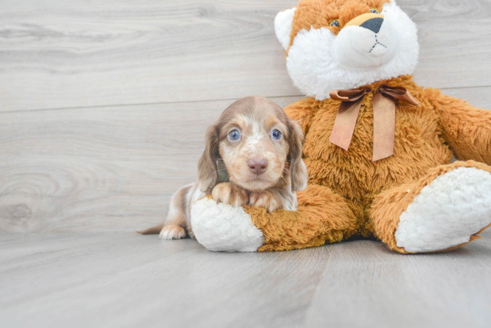 Dachshund Pup Being Cute