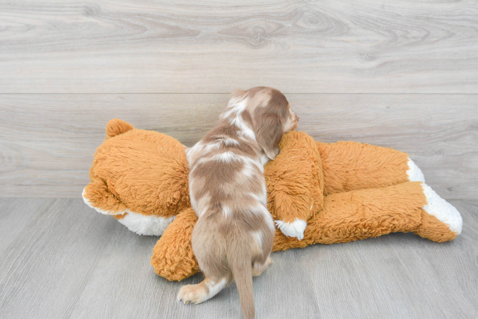 Cute Dachshund Baby