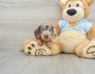6 week old Dachshund Puppy For Sale - Premier Pups