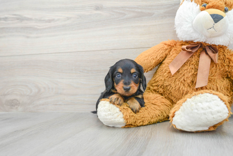 Cute Dachshund Purebred Puppy