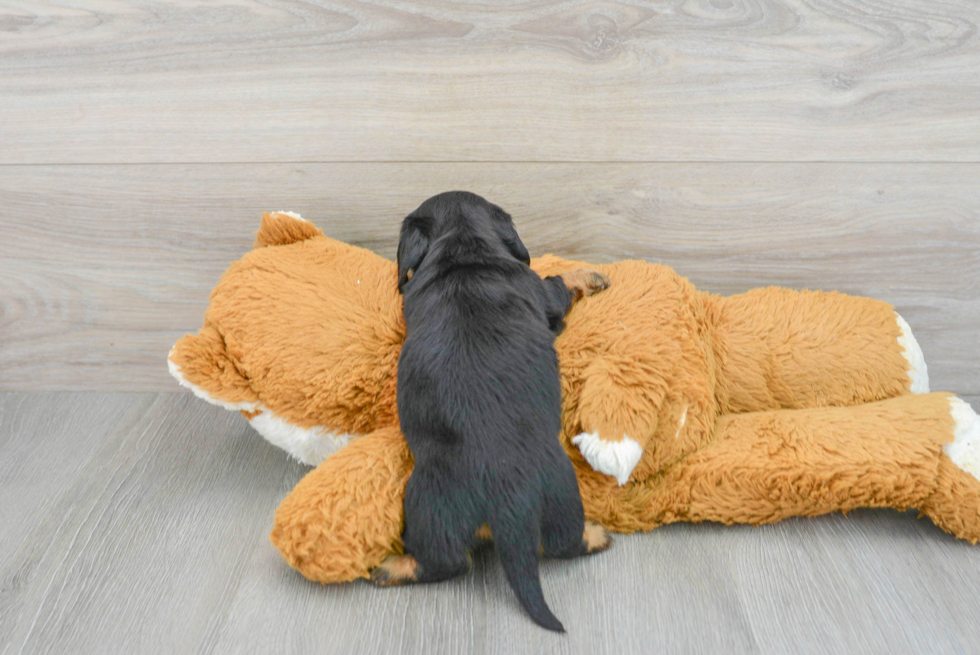 Dachshund Pup Being Cute
