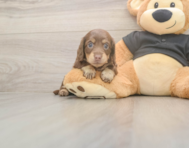 5 week old Dachshund Puppy For Sale - Premier Pups