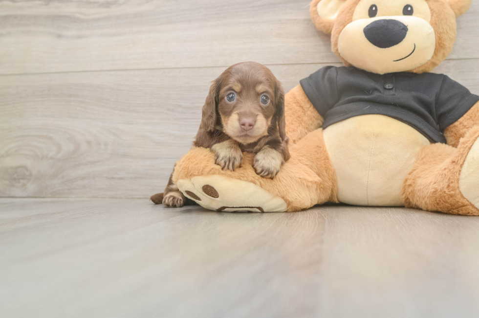 5 week old Dachshund Puppy For Sale - Premier Pups