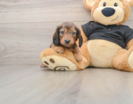 5 week old Dachshund Puppy For Sale - Premier Pups