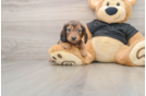 Best Dachshund Baby