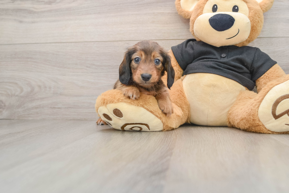 Best Dachshund Baby