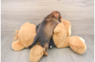 Cute Dachshund Purebred Pup
