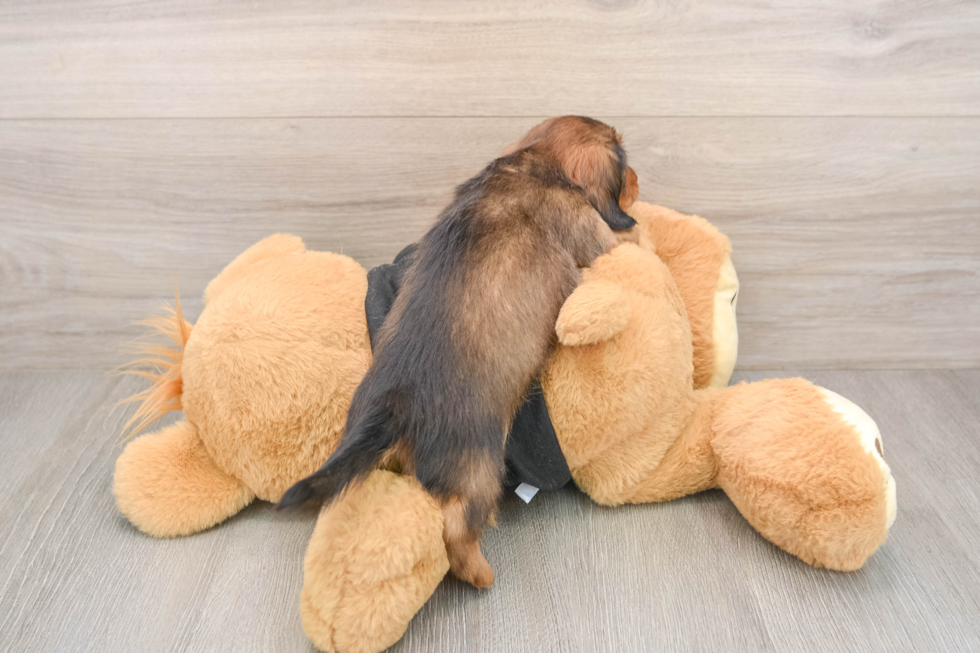 Cute Dachshund Purebred Pup