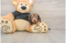 Cute Dachshund Purebred Pup