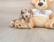 5 week old Dachshund Puppy For Sale - Premier Pups