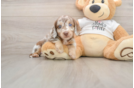 Cute Dachshund Purebred Pup