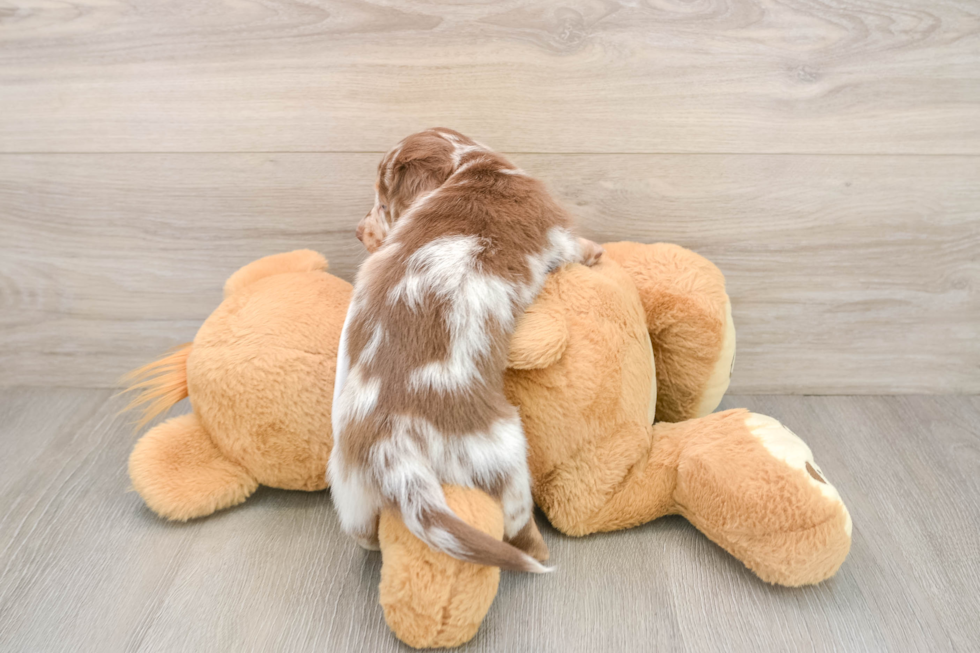 Best Dachshund Baby