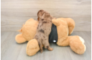 Cute Dachshund Purebred Pup