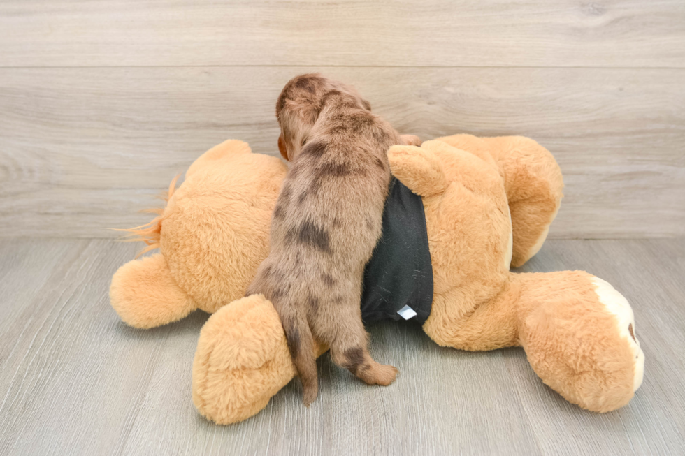 Cute Dachshund Purebred Pup