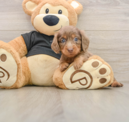 5 week old Dachshund Puppy For Sale - Premier Pups