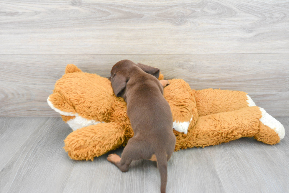 Cute Dachshund Purebred Puppy