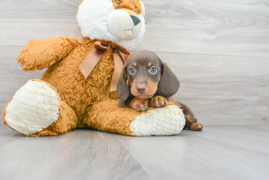 Dachshund Puppy for Adoption