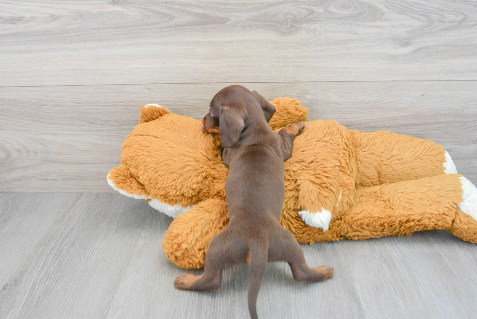 Dachshund Pup Being Cute