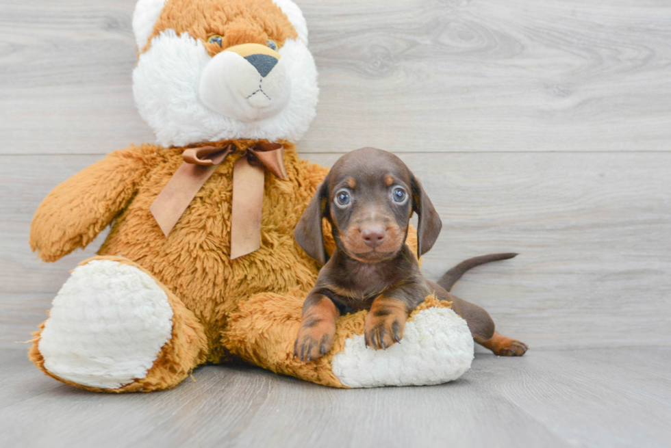 Cute Dachshund Purebred Pup