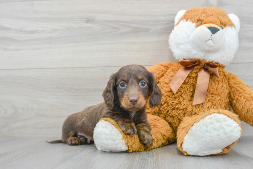 Cute Dachshund Purebred Puppy