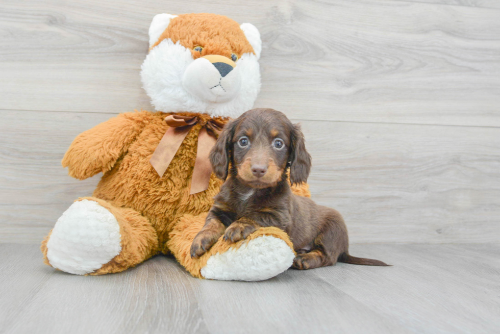 Dachshund Pup Being Cute