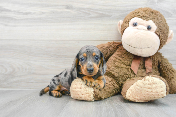 Best Dachshund Baby